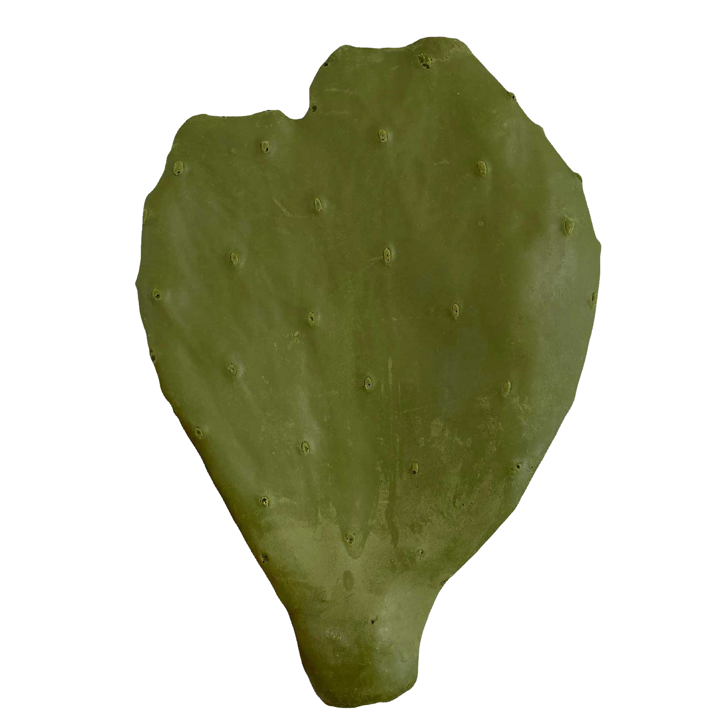 Cactus Pads For Taxidermy Mount - Payer Taxidermy