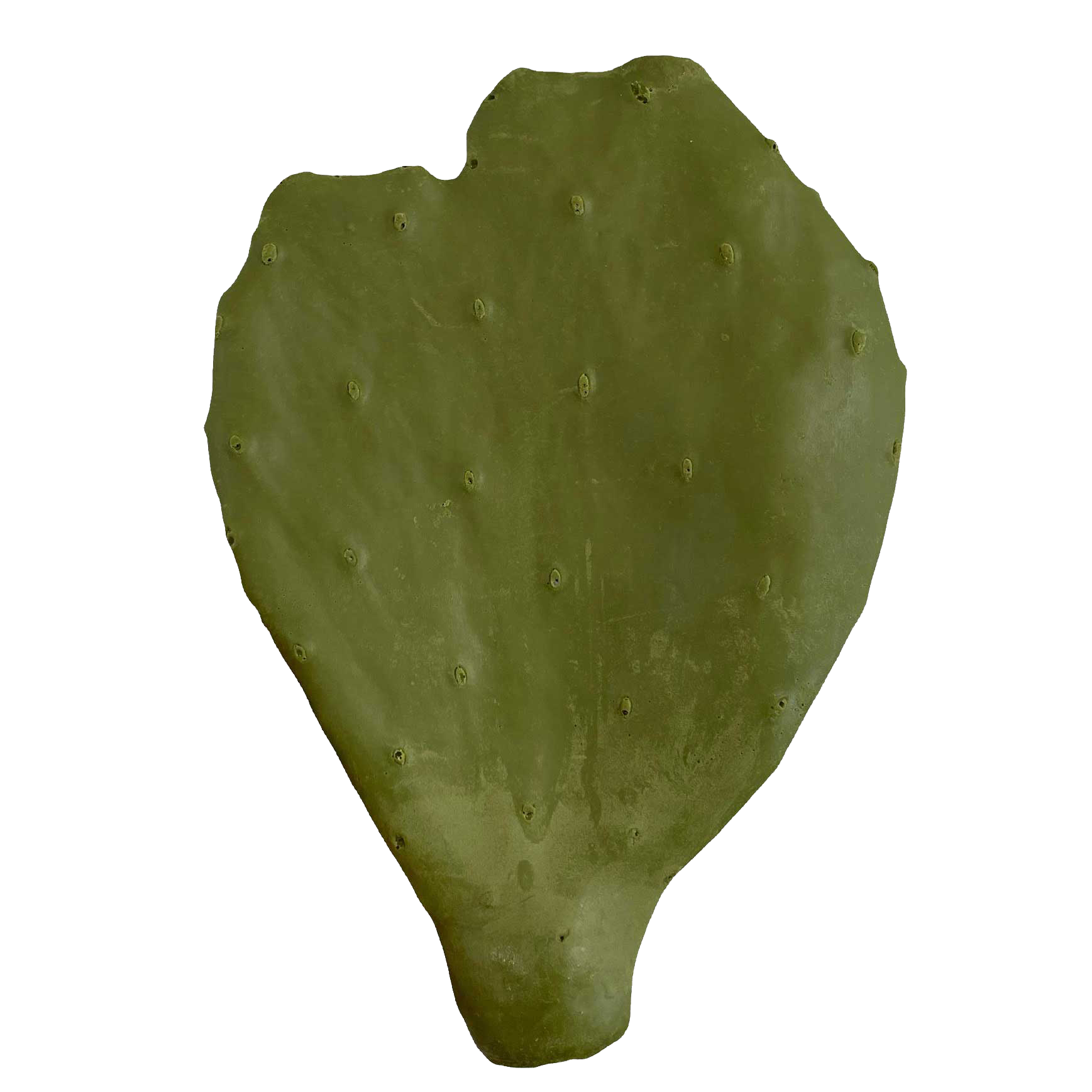 Cactus Pads For Taxidermy Mount - Payer Taxidermy