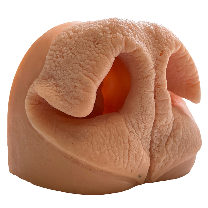 Black Bear Nose - XL Side View- Payer Taxidermy