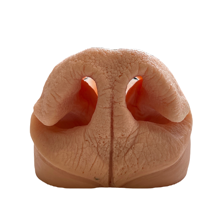 Black Bear Nose - XL - Payer Taxidermy