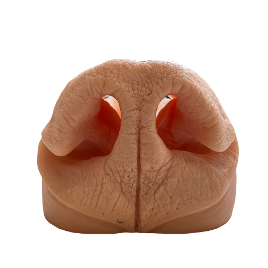 Black Bear Nose - XL - Payer Taxidermy