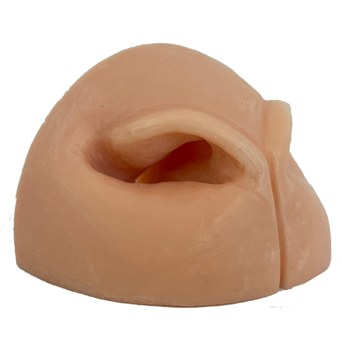 Aoudad Replacement Nose Side View- Payer Taxidermy