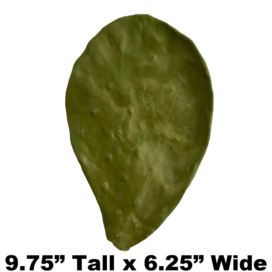 P5 - 9.75" x 6.25" - Fake Cactus Leaf Payer Taxidermy