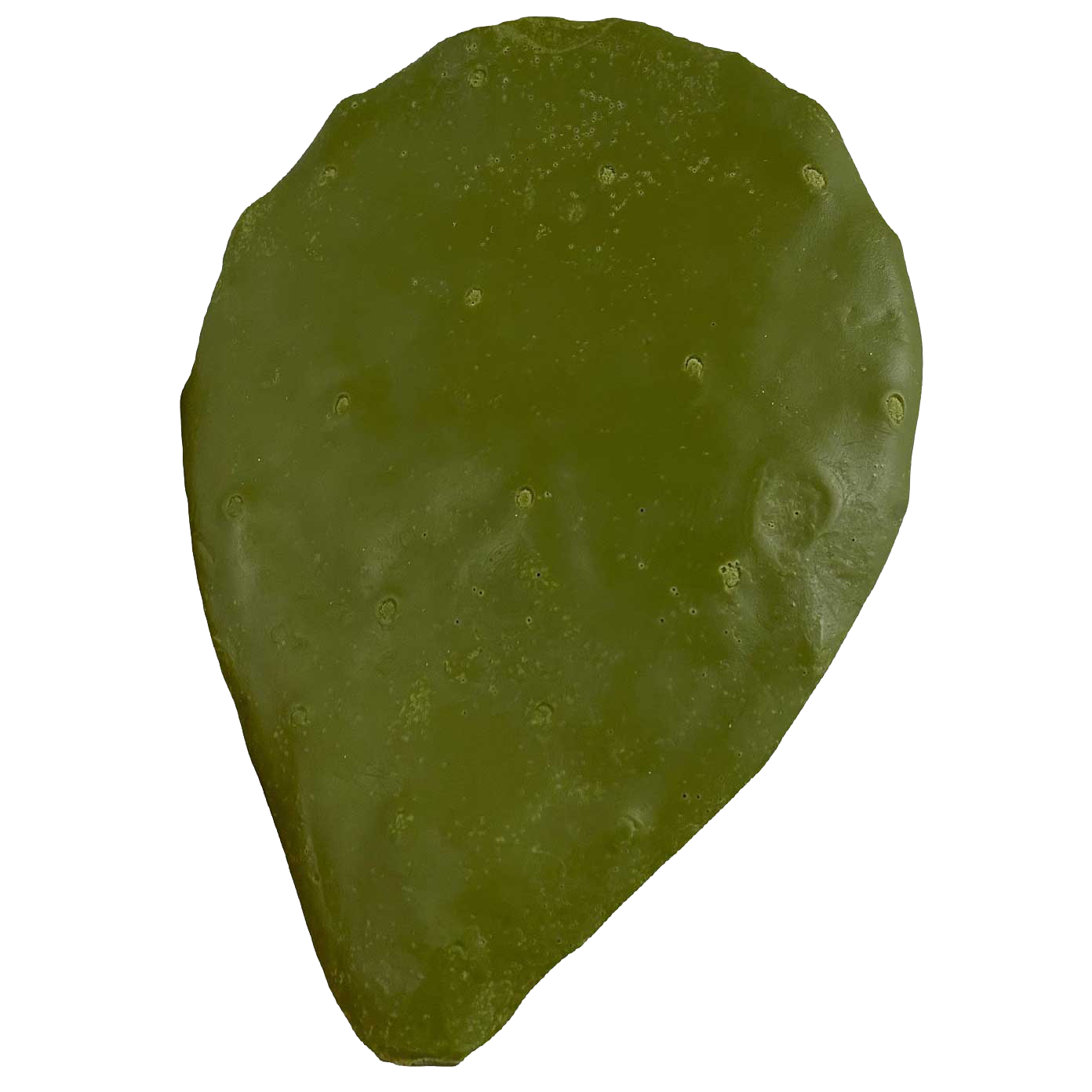 Fake Cactus Leaf Payer Taxidermy