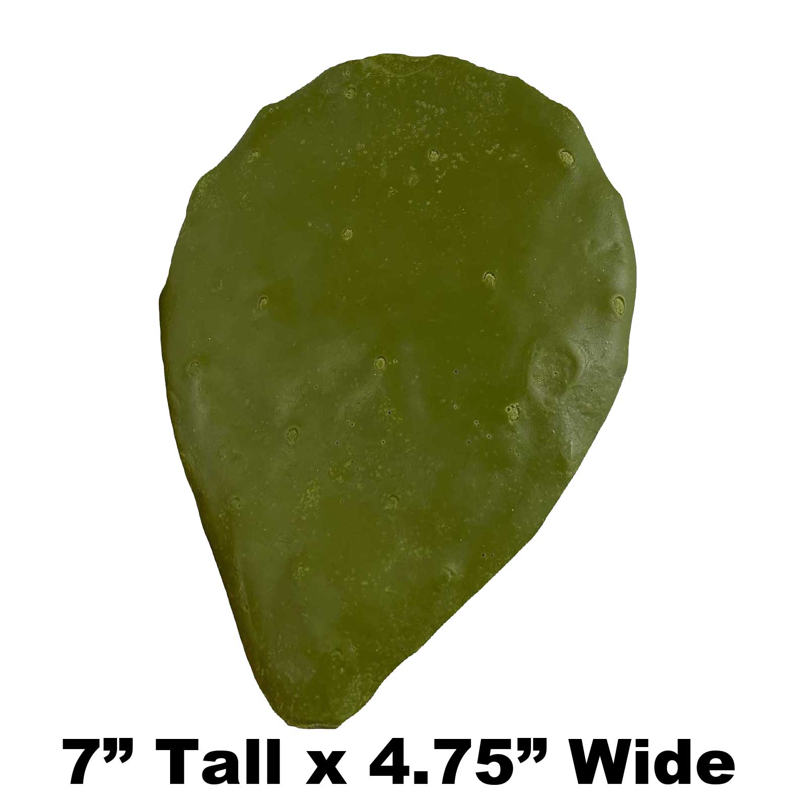 B1 - 7" x 4.75" Fake Cactus Leaf Payer Taxidermy