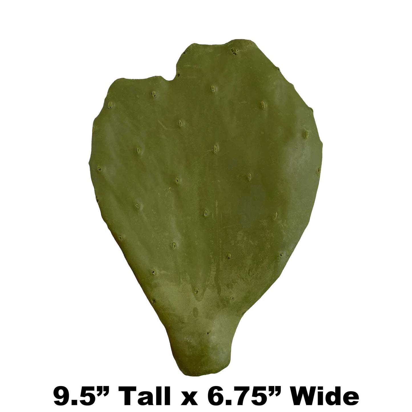 B2 - 9.5" x 6.75" - Fake Cactus Leaf Payer Taxidermy