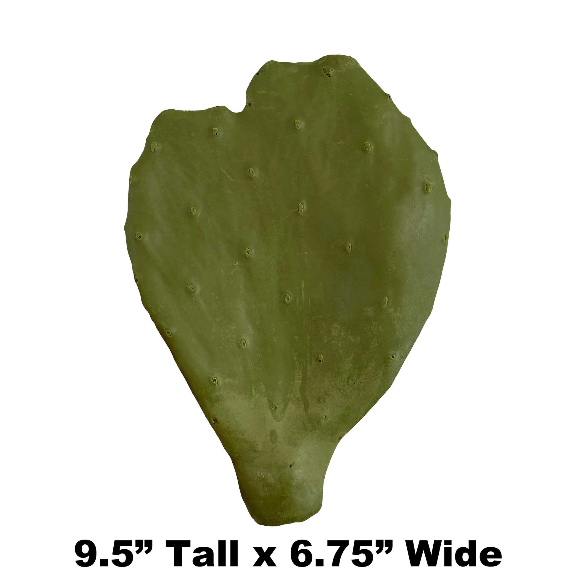 B2 - 9.5" x 6.75" - Fake Cactus Leaf Payer Taxidermy