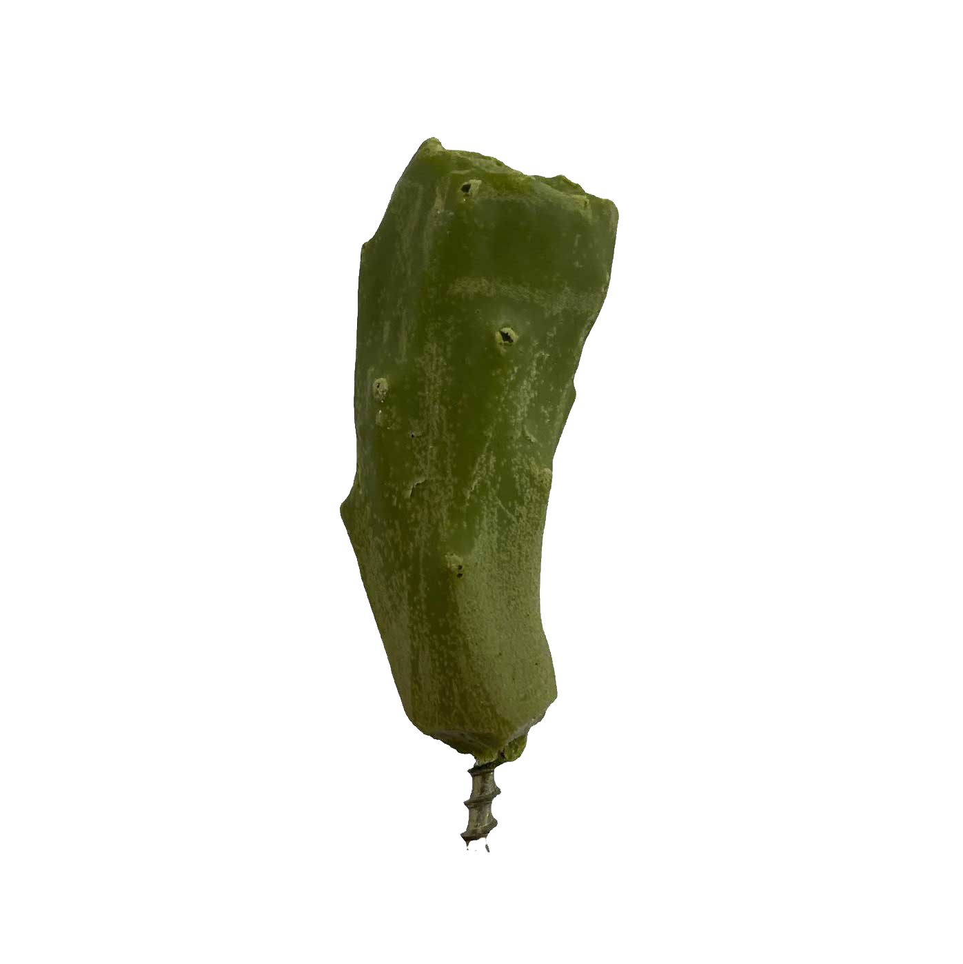 Green Fruit - Payer Taxidermy