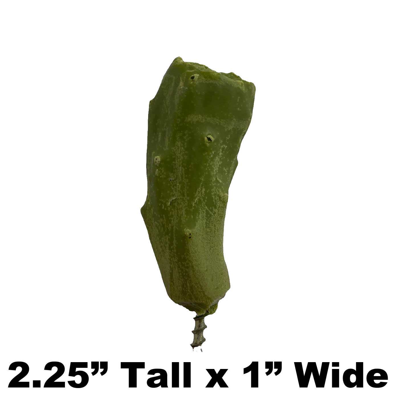 Green Fruit - 2.25" x 1" - Payer Taxidermy