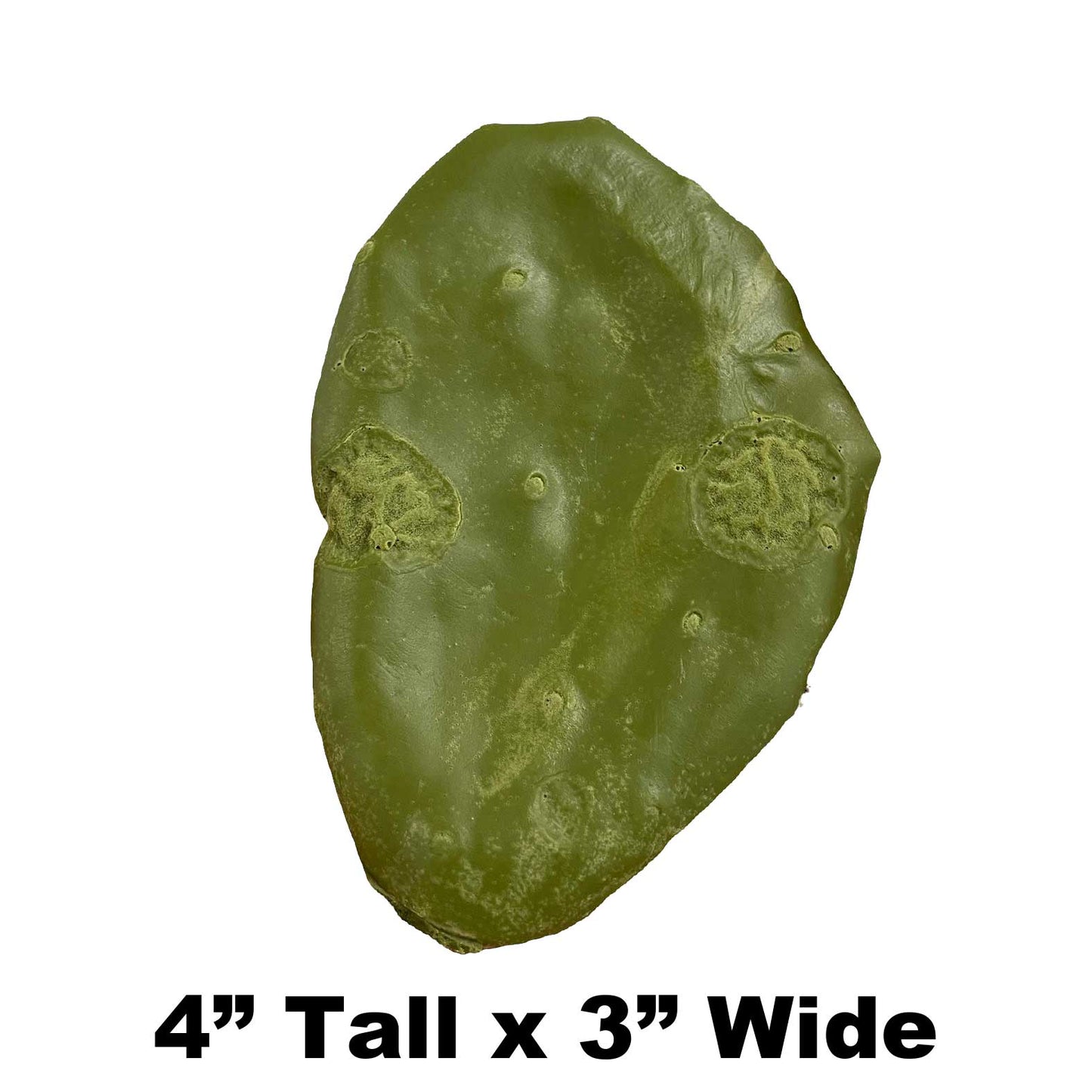 P1 - 4" x 3" Fake Cactus Leaf Payer Taxidermy