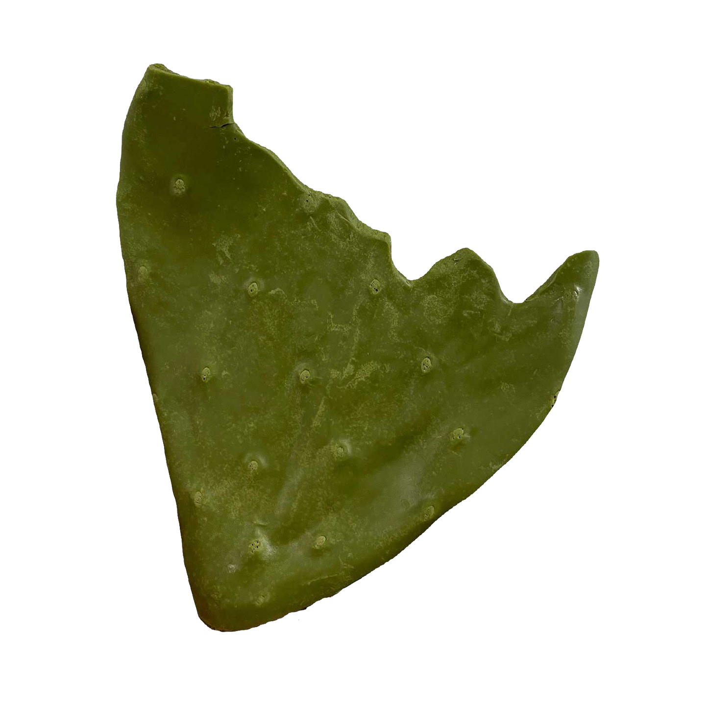 Rotten Pad - Payer Taxidermy