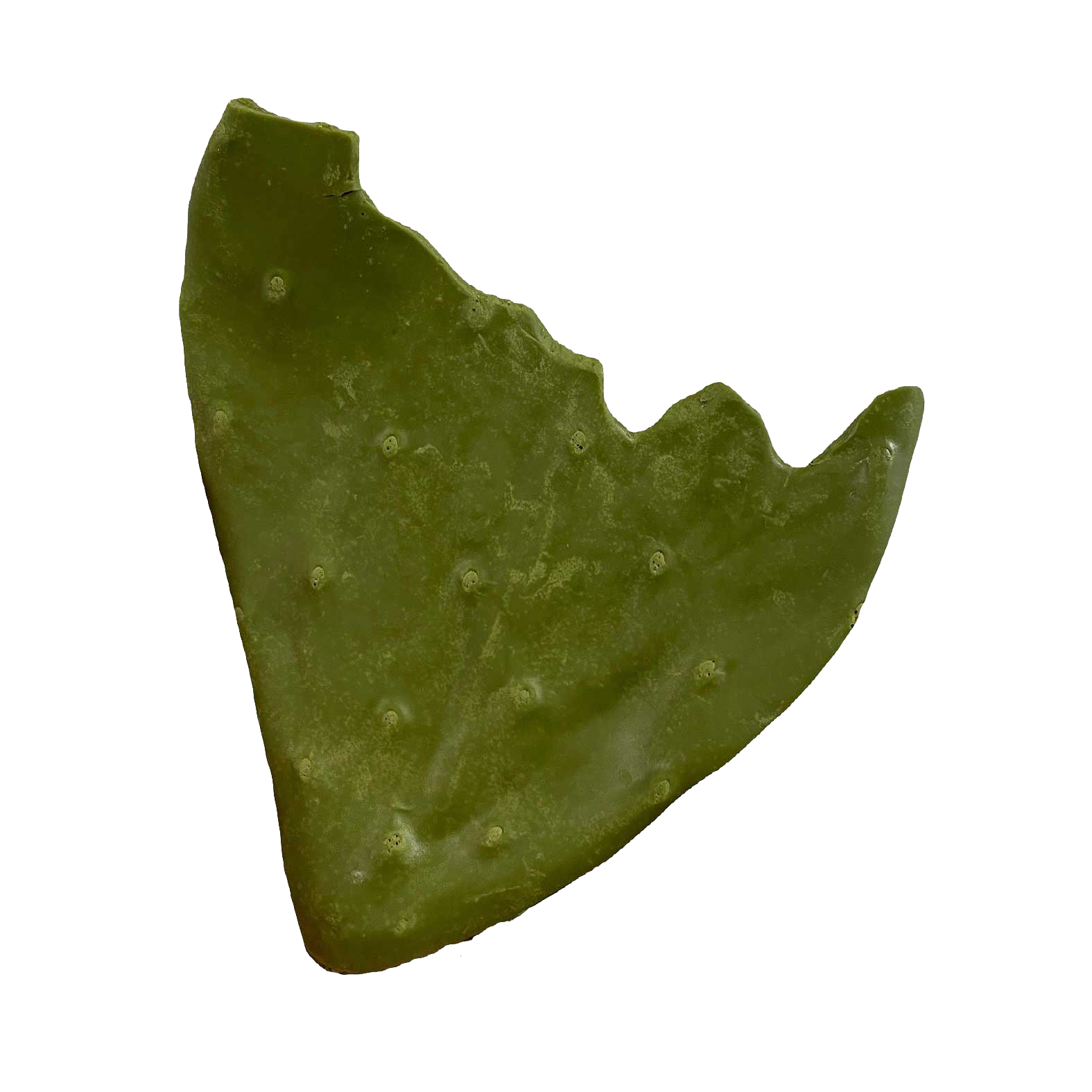 Rotten Pad - Payer Taxidermy