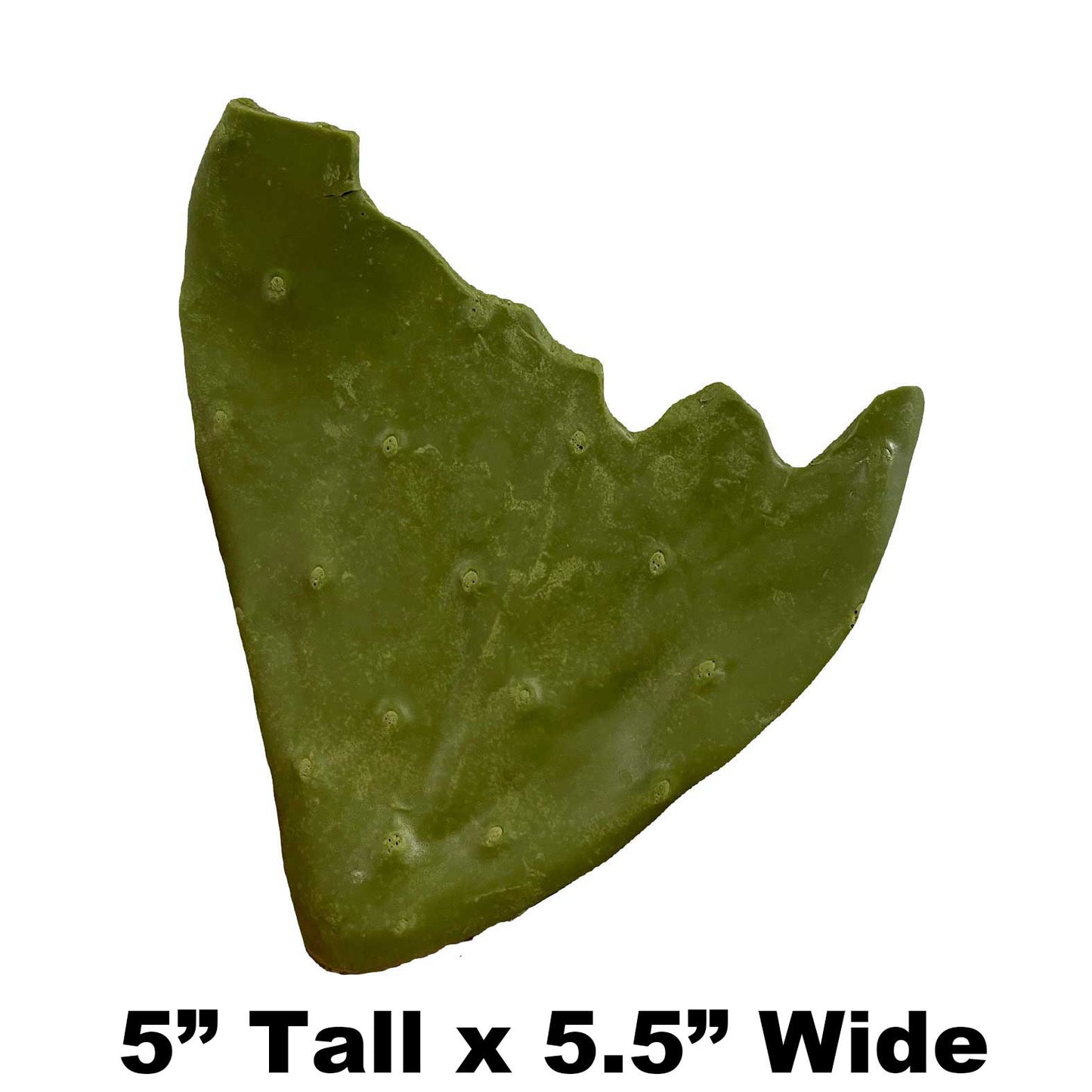 Rotten Pad - 5" x 5.5" - Payer Taxidermy