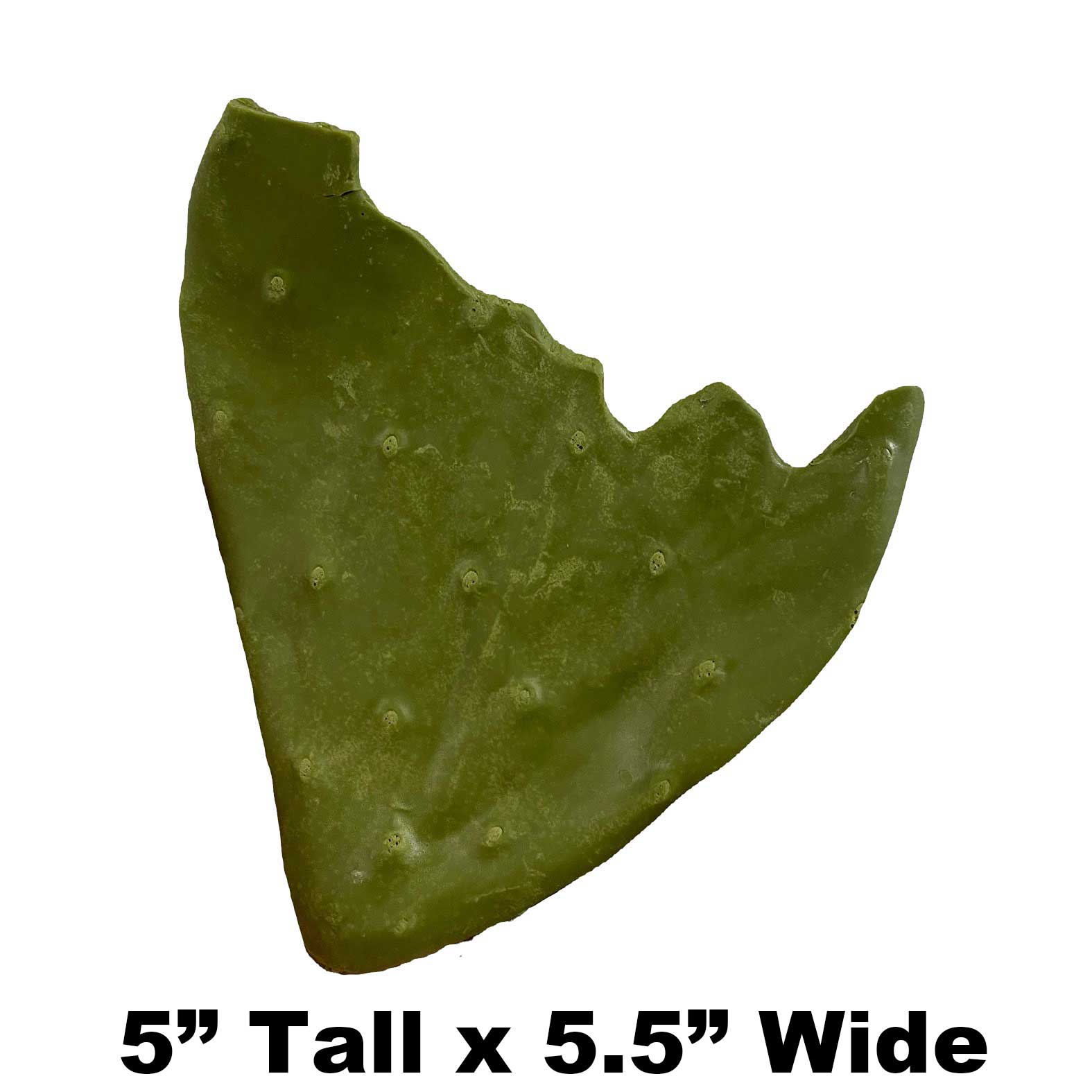 Rotten Pad - 5" x 5.5" - Payer Taxidermy