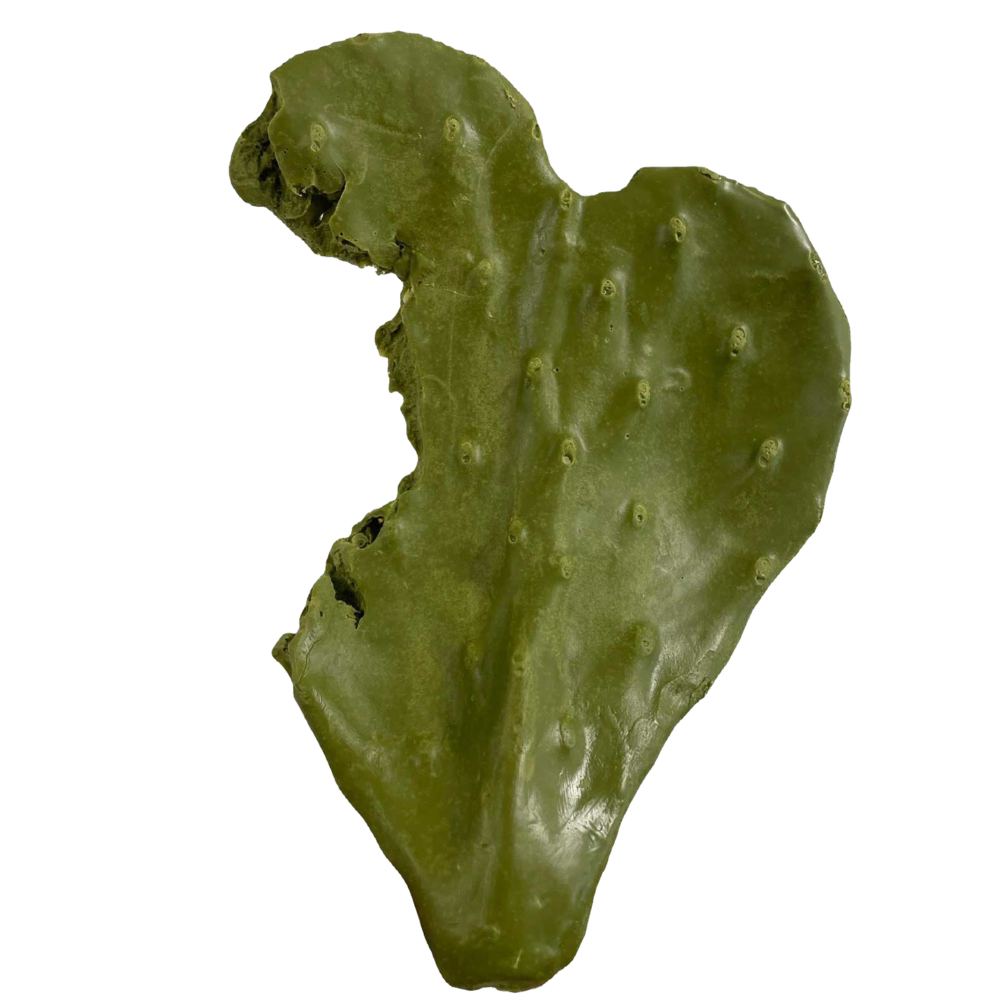 Nibbled Pad - Payer Taxidermy