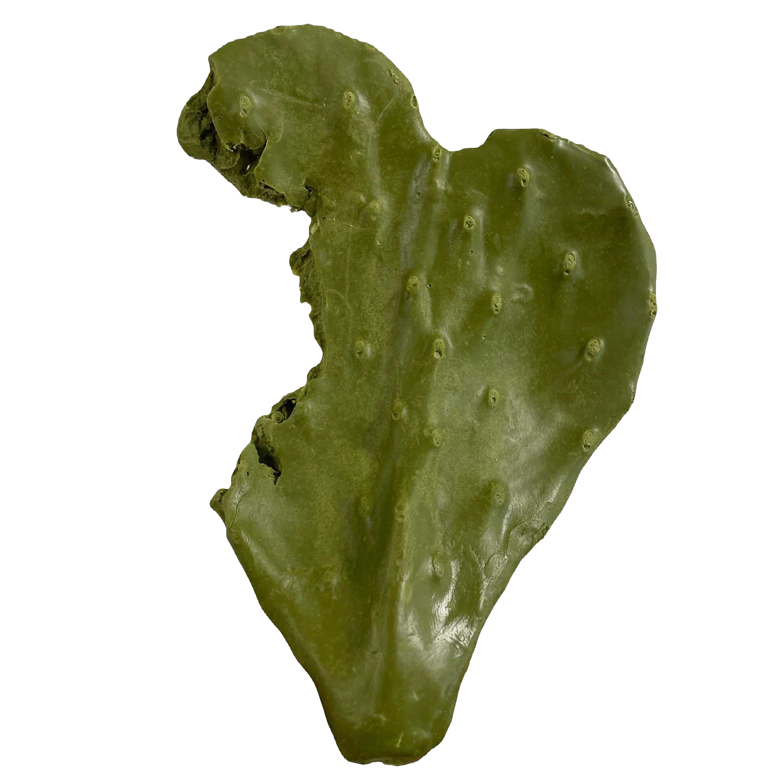 Nibbled Pad - Payer Taxidermy