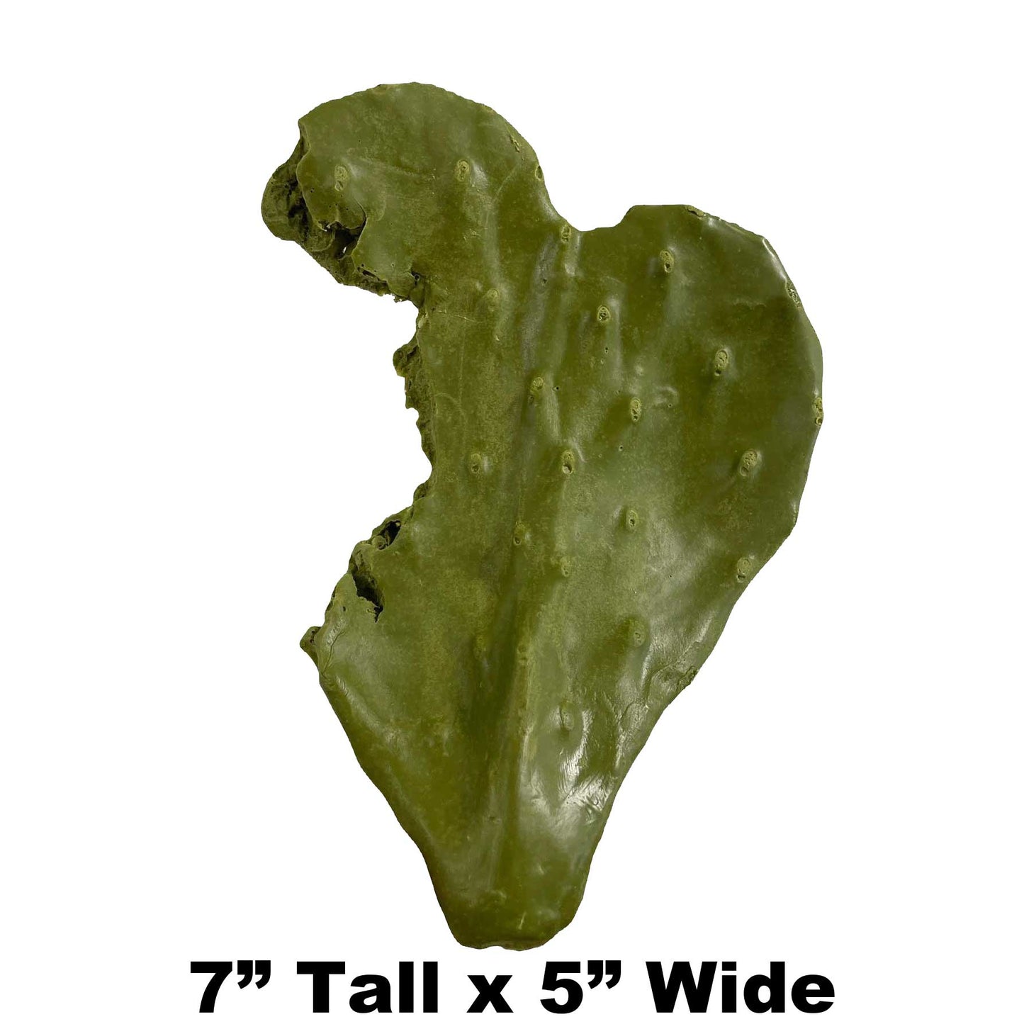 Nibbled Pad - 7" x 5" - Payer Taxidermy