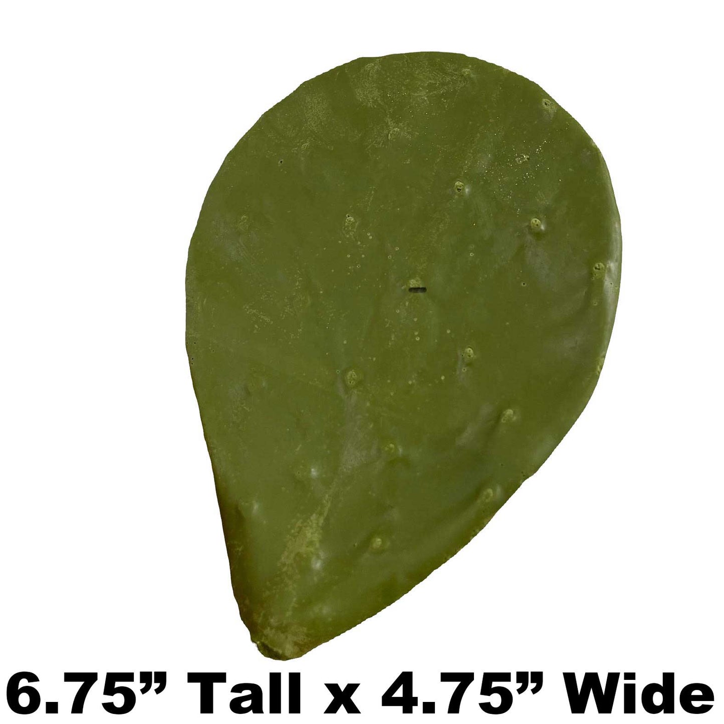 P2 - 6.75" x 4.75" - Fake Cactus Leaf Payer Taxidermy