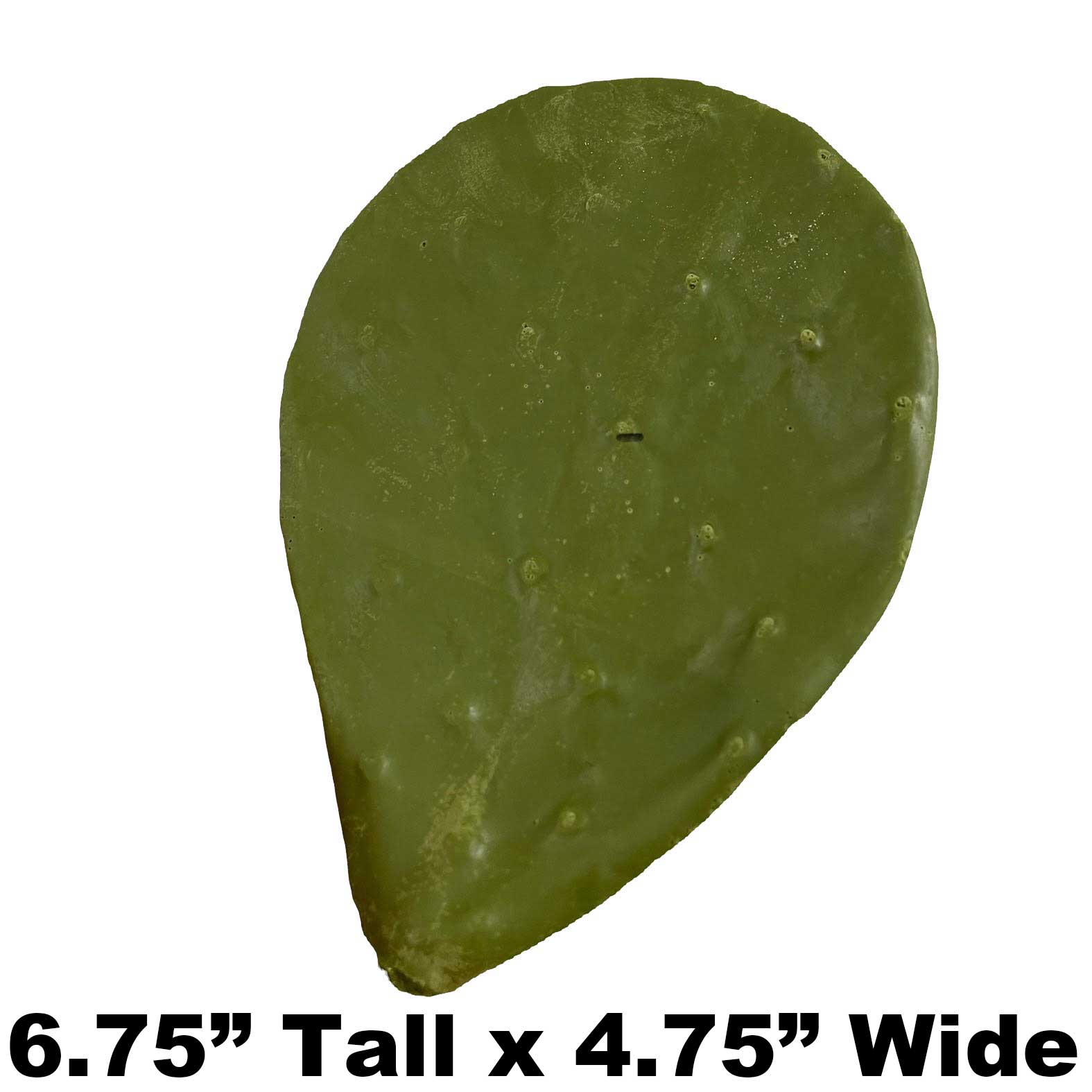 P2 - 6.75" x 4.75" - Fake Cactus Leaf Payer Taxidermy