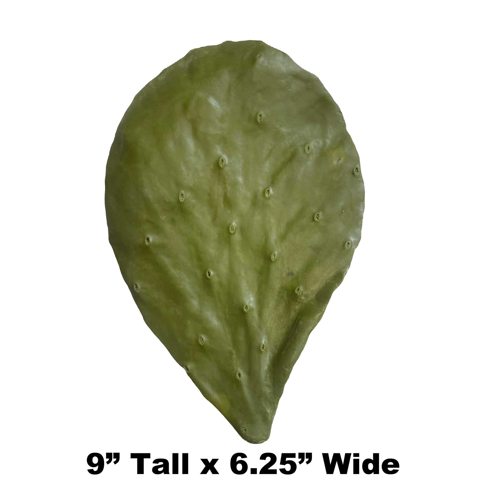 P3 - 9" x 6.25" Fake Cactus Leaf Payer Taxidermy