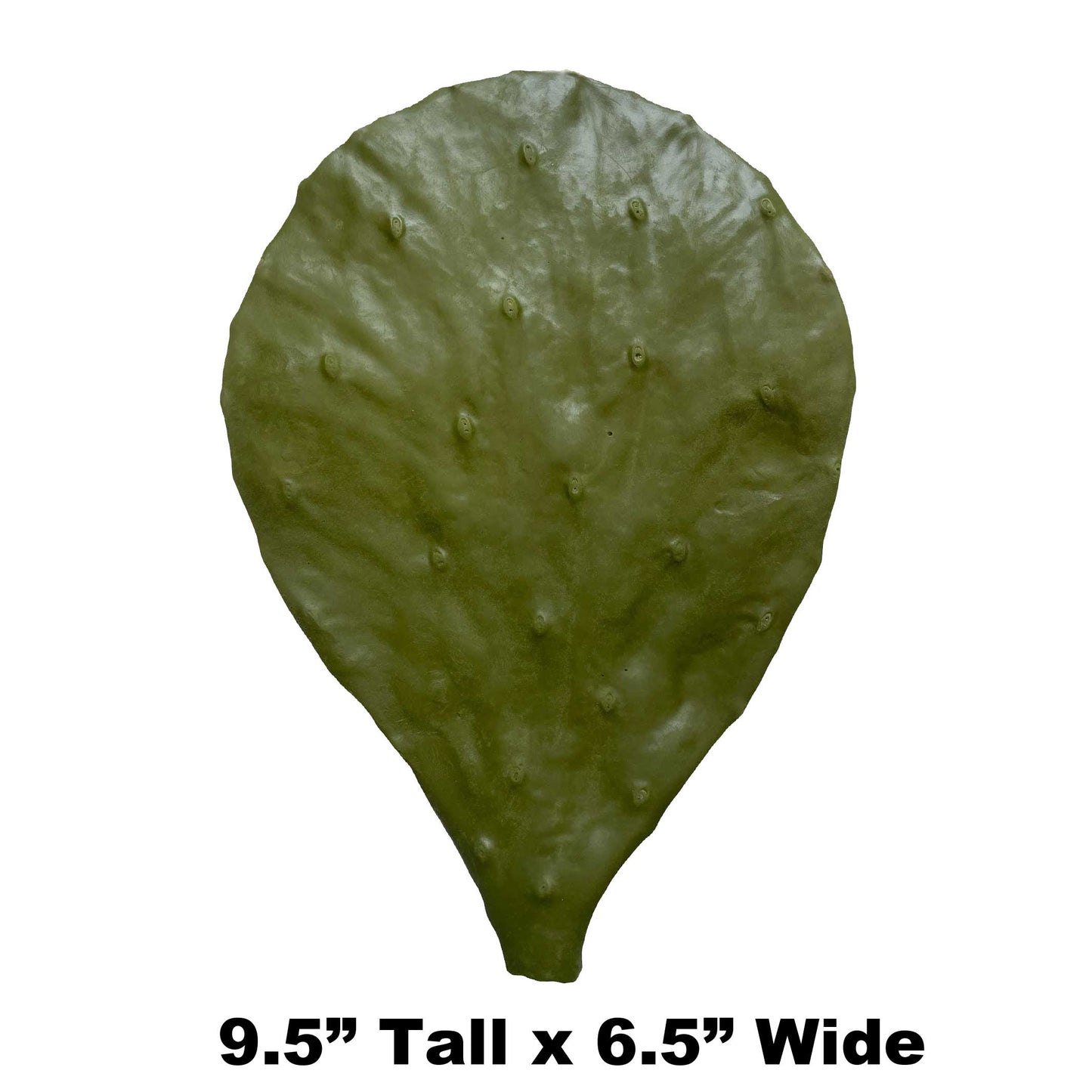 P4 - 9.5" x 6.5" Fake Cactus Leaf Payer Taxidermy