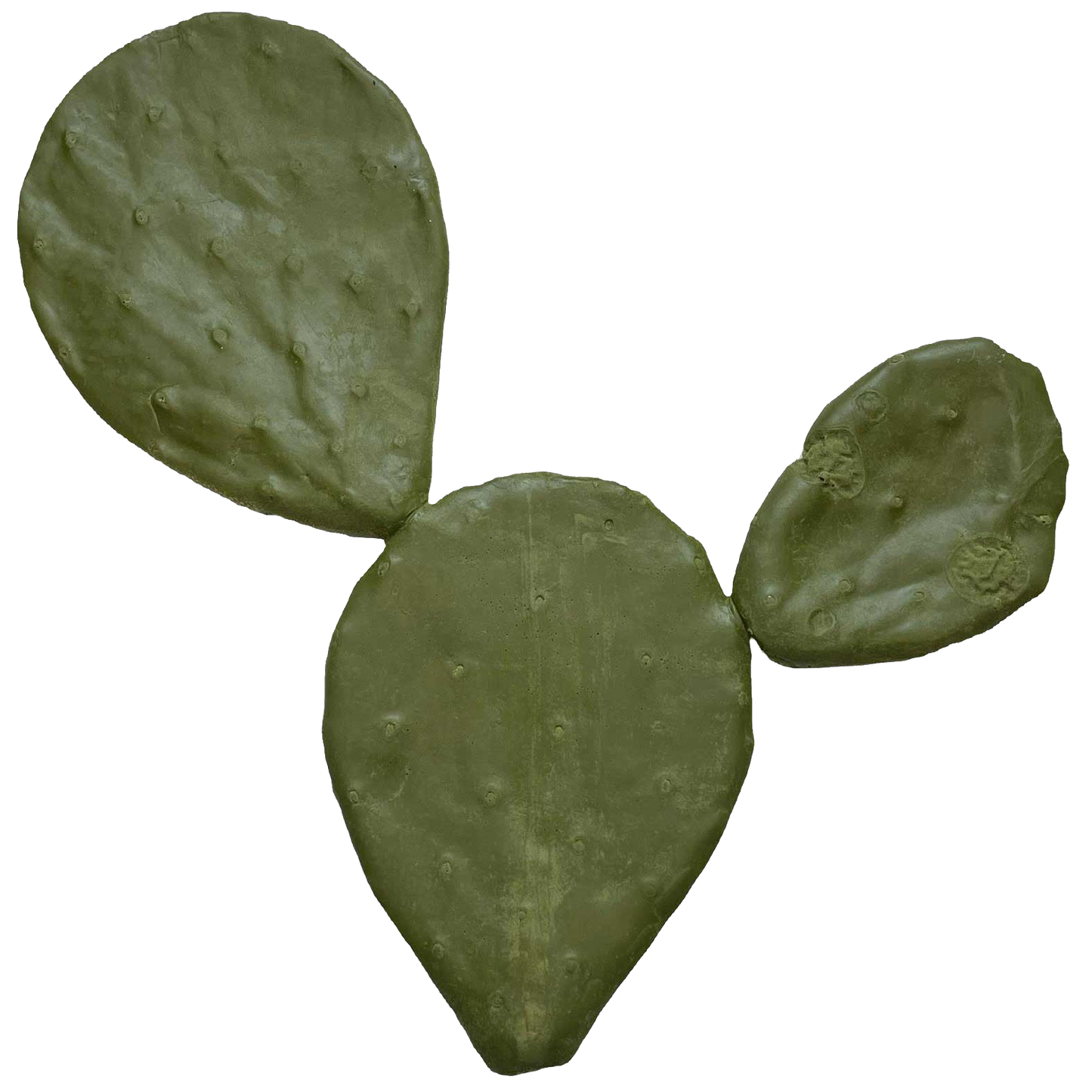 One Piece Cacti - Payer Taxidermy