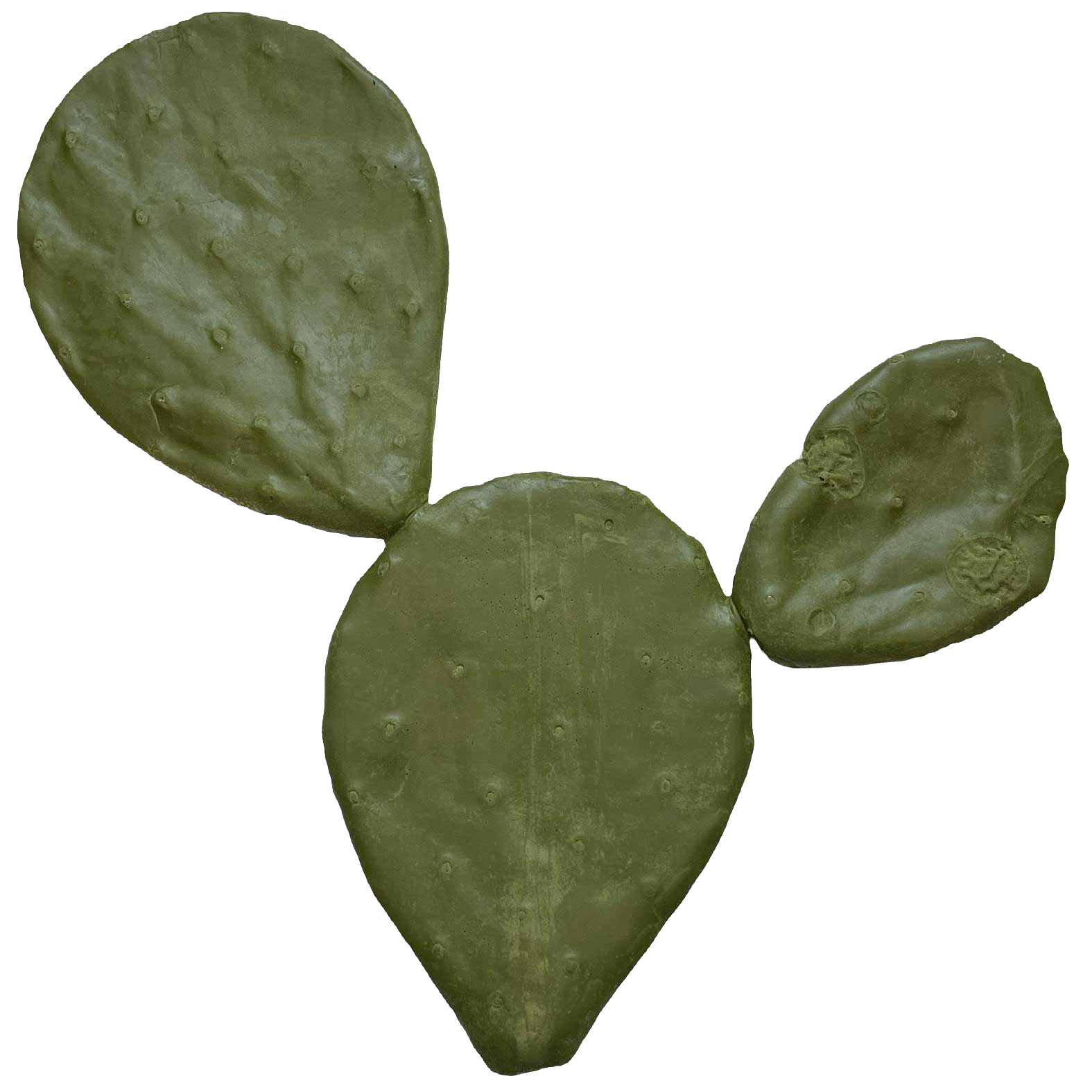 One Piece Cacti - Payer Taxidermy