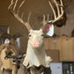 Lonestar Large Whitetail Deer Replacement Nose - Payer Taxidermy