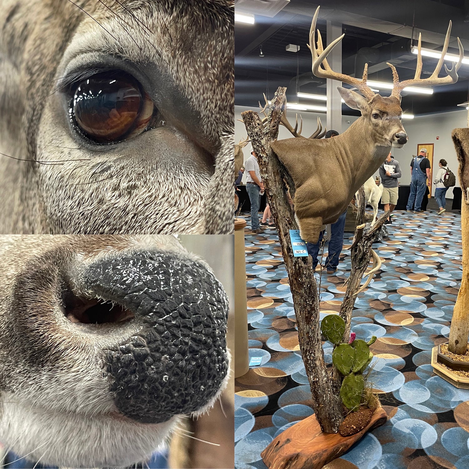 Replica whitetail deer nose & cactus